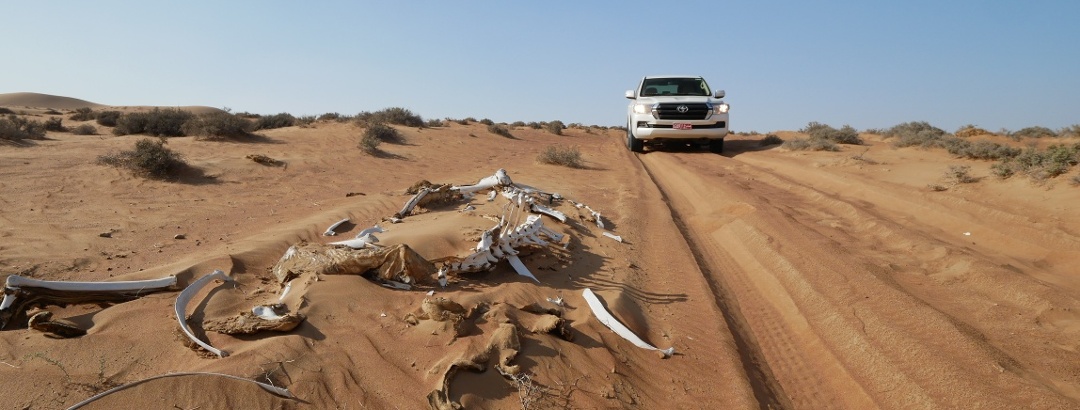 Ein Skelett in der Rimal Al Wahiba Wüste